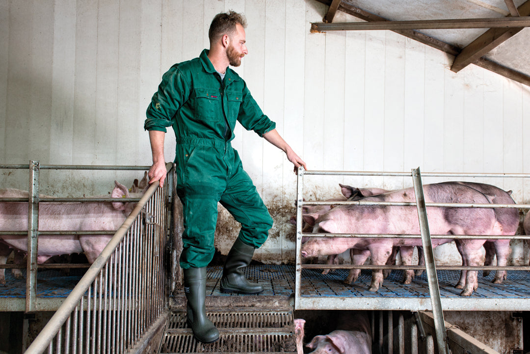 Ganadero cuidando cerdos con las botas Dunlop Purofort Professional (Verde Oscuro/Negro) bajando la rampa metálica